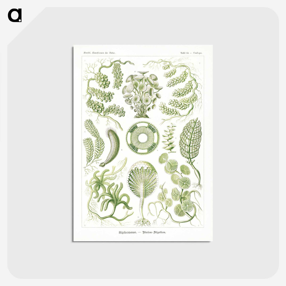 2-30_Ernst-Haeckel_postcard
