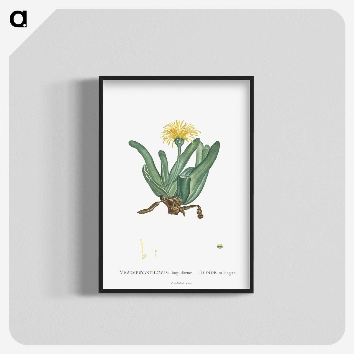 2-30_Histoire-des-Plantes-Grasses_blk-crop