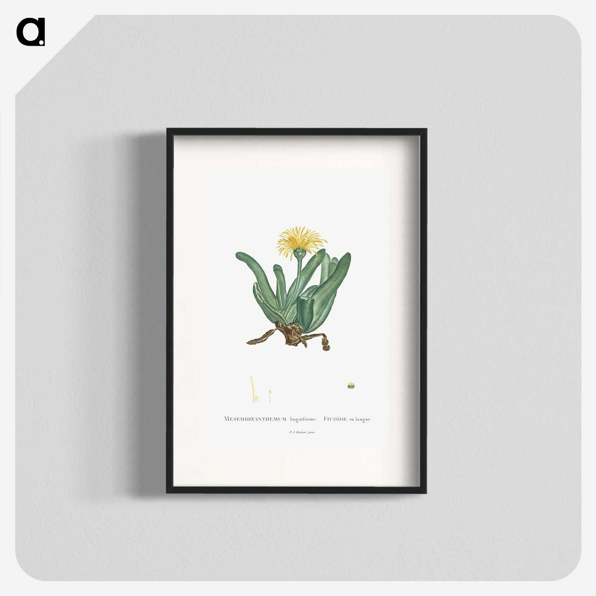 2-30_Histoire-des-Plantes-Grasses_blk