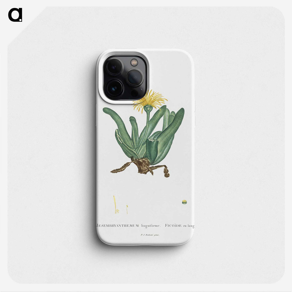 2-30_Histoire-des-Plantes-Grasses_phone