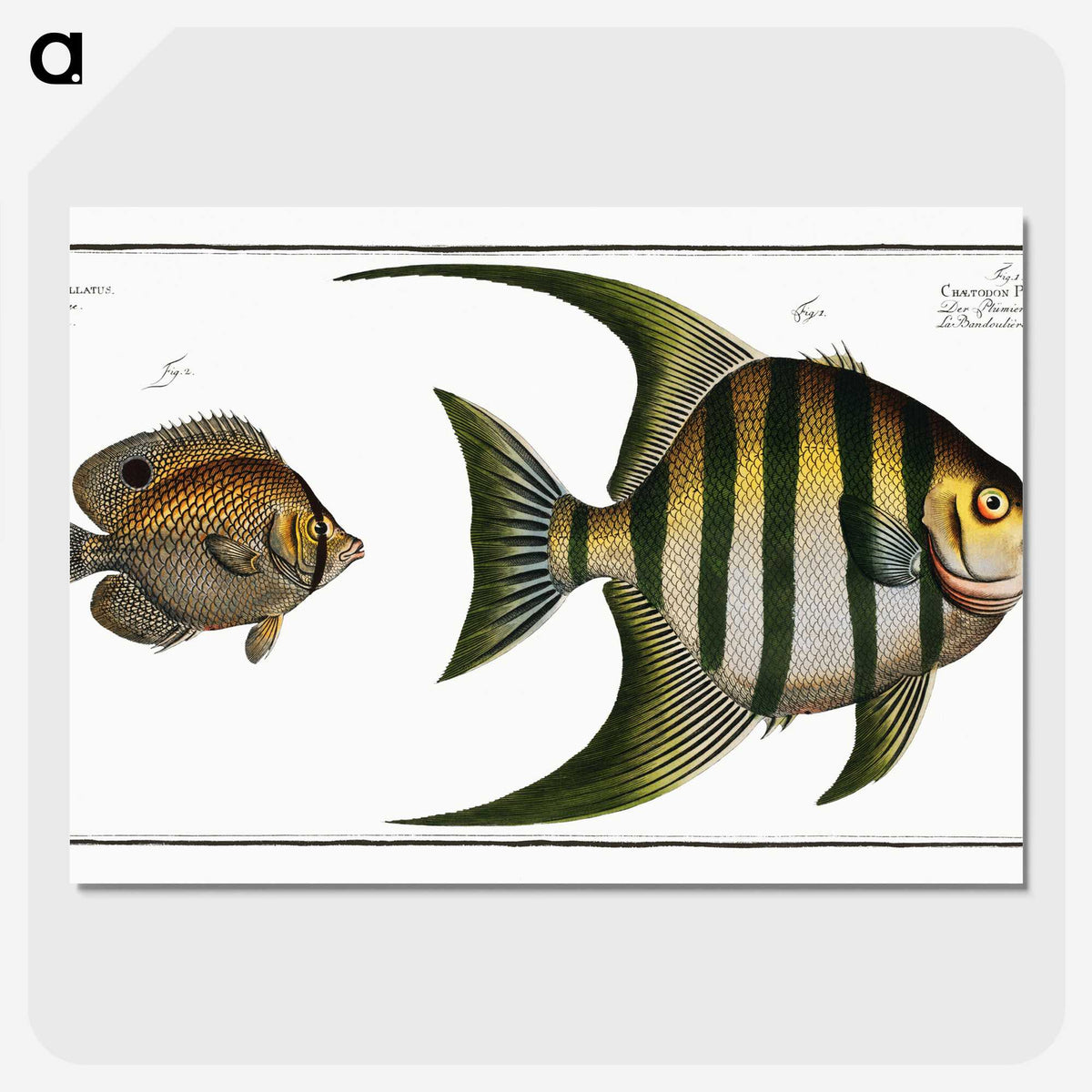 2-30_Ichtyologie-ou-Histoire-naturelle_picture-crop