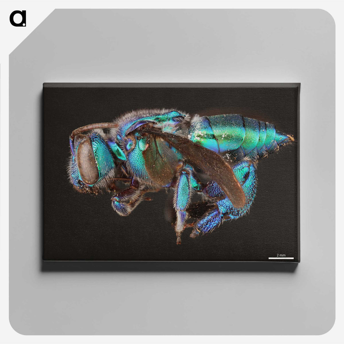 2-30_Insects-Unlocked-Project_canvas