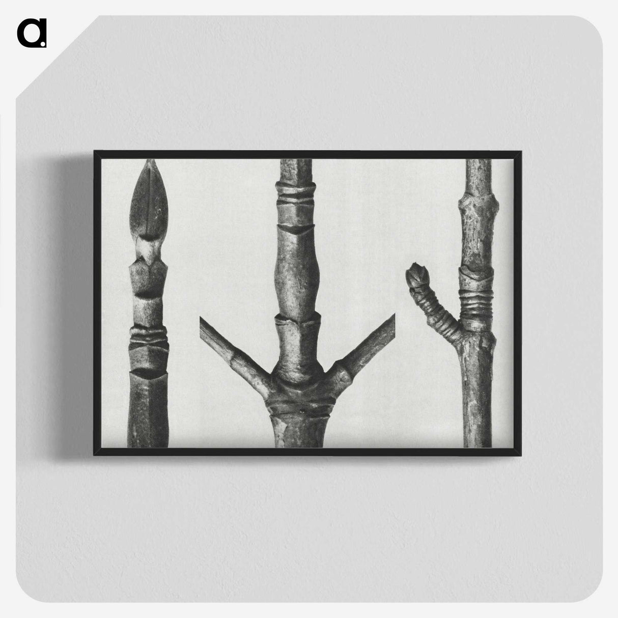2-30_Karl-Blossfeldt_blk-crop