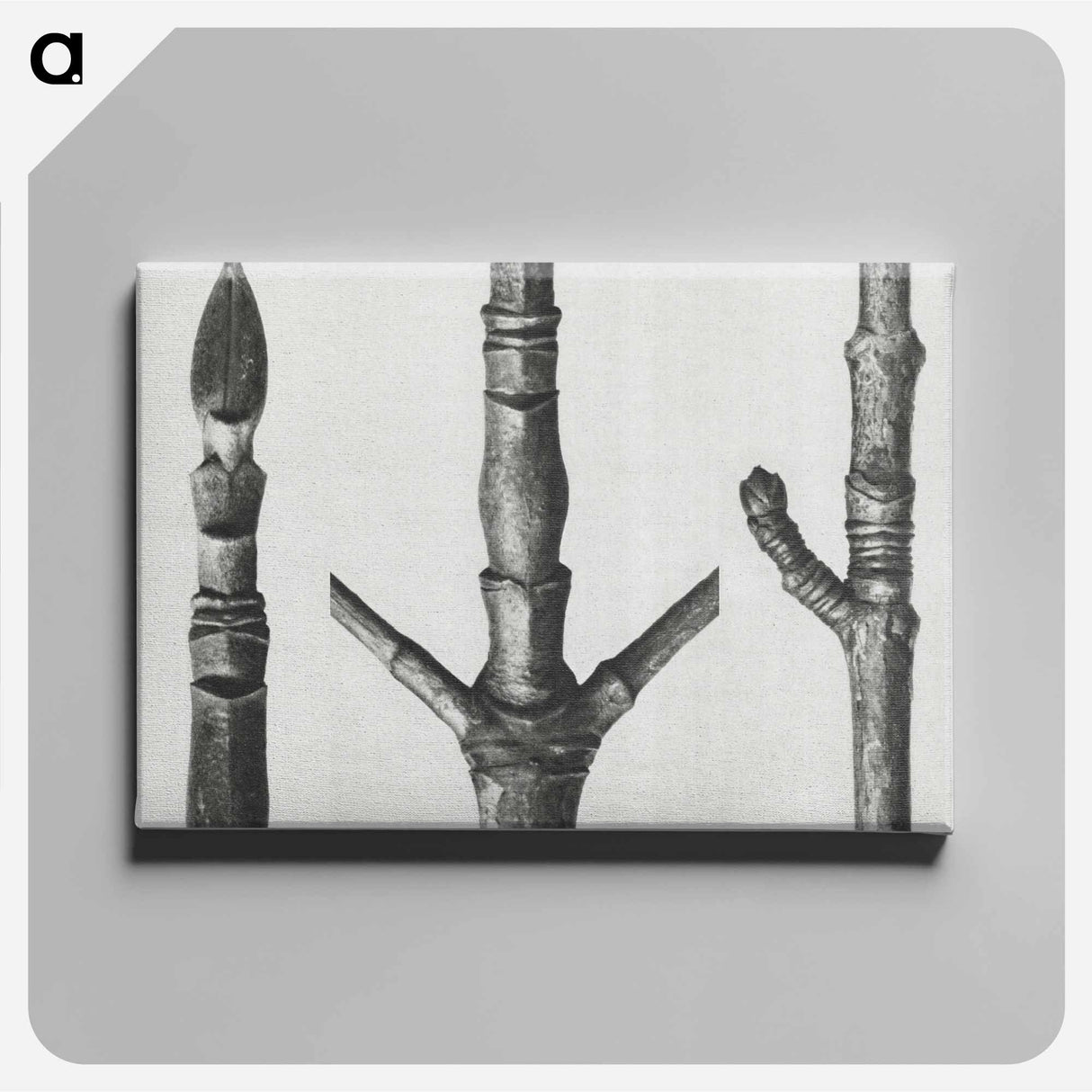 End of Cornus Nuttallii branch enlarged 8 times - Karl Blossfeldt Canvas.