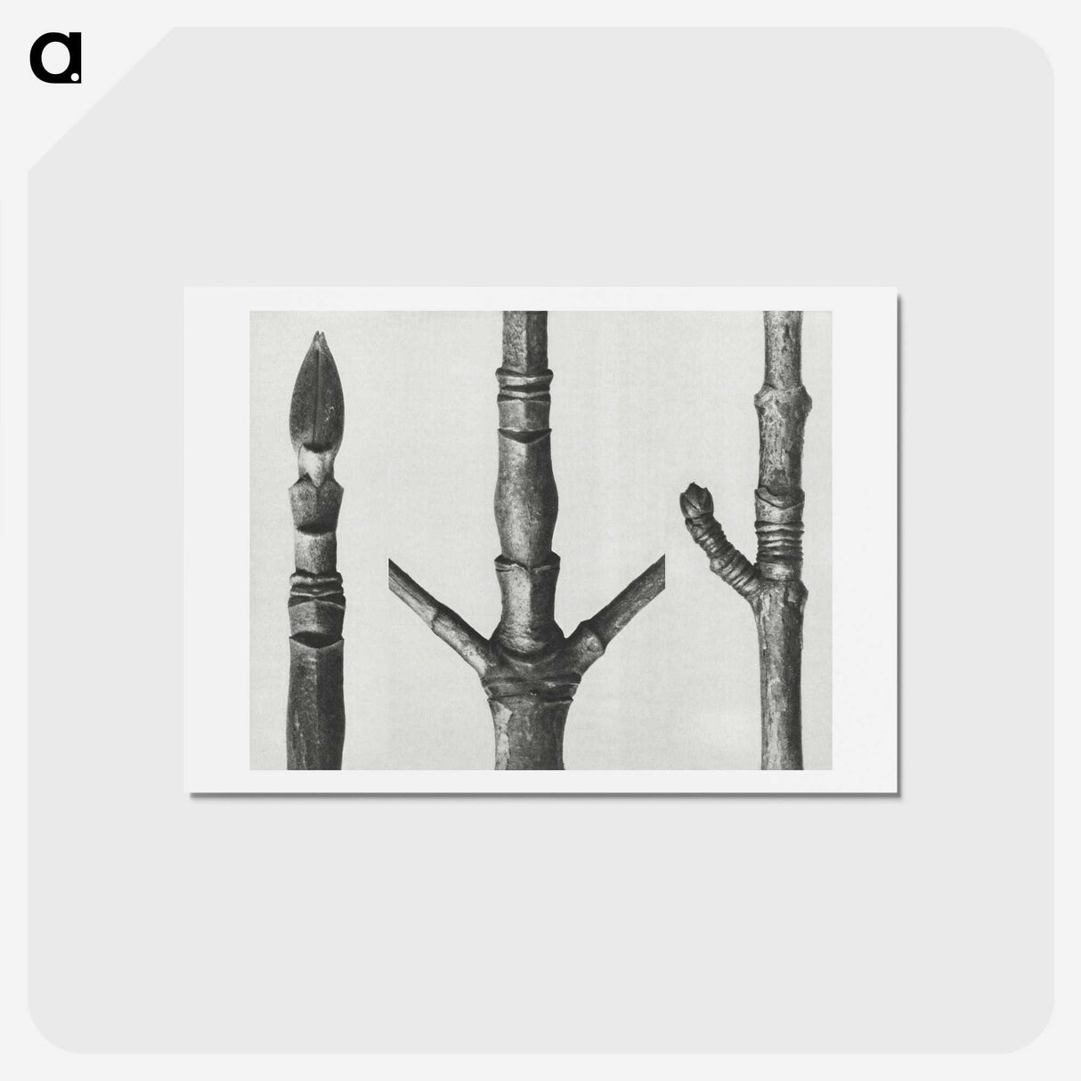 2-30_Karl-Blossfeldt_hagaki