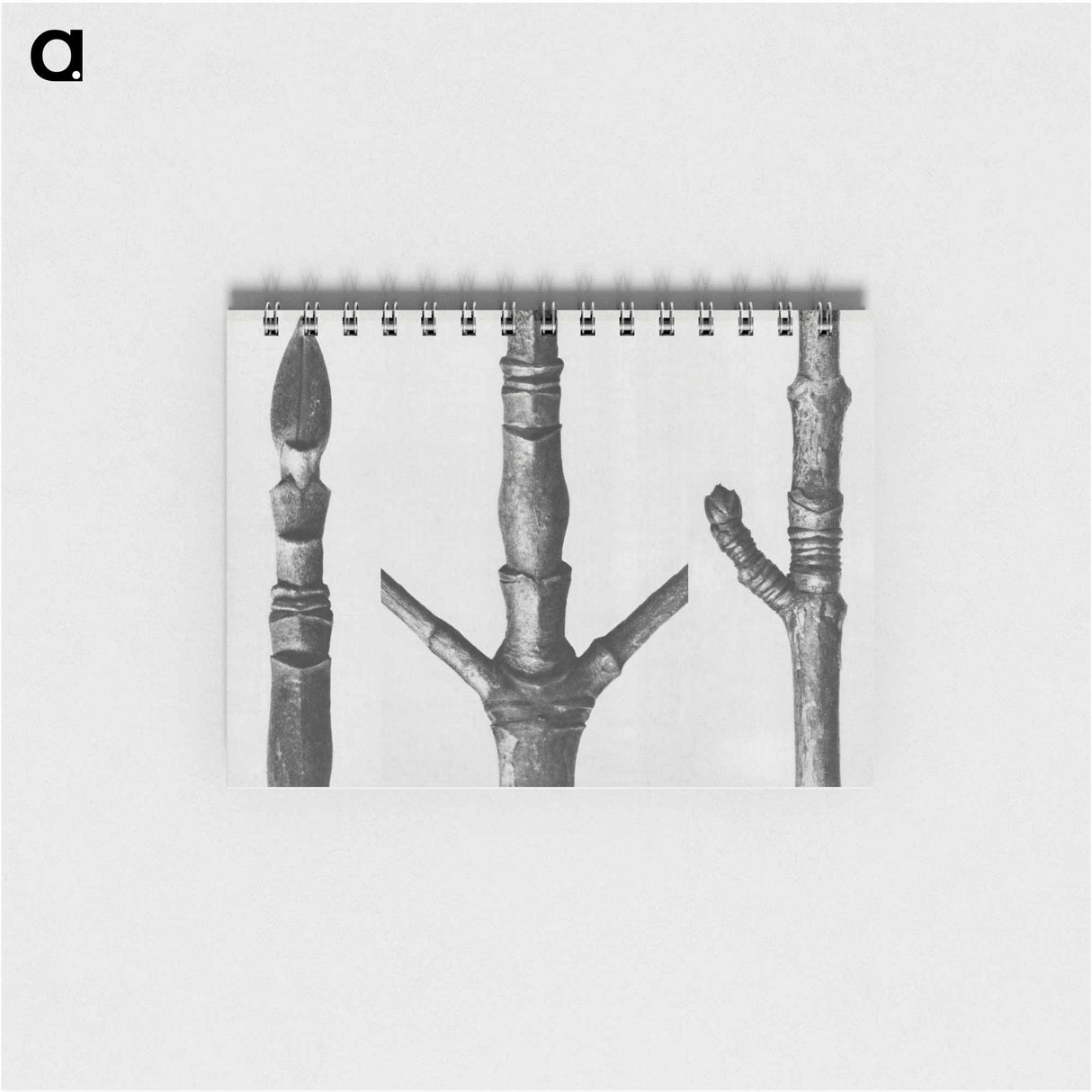 End of Cornus Nuttallii branch enlarged 8 times - カール ブロスフェルト Memo.