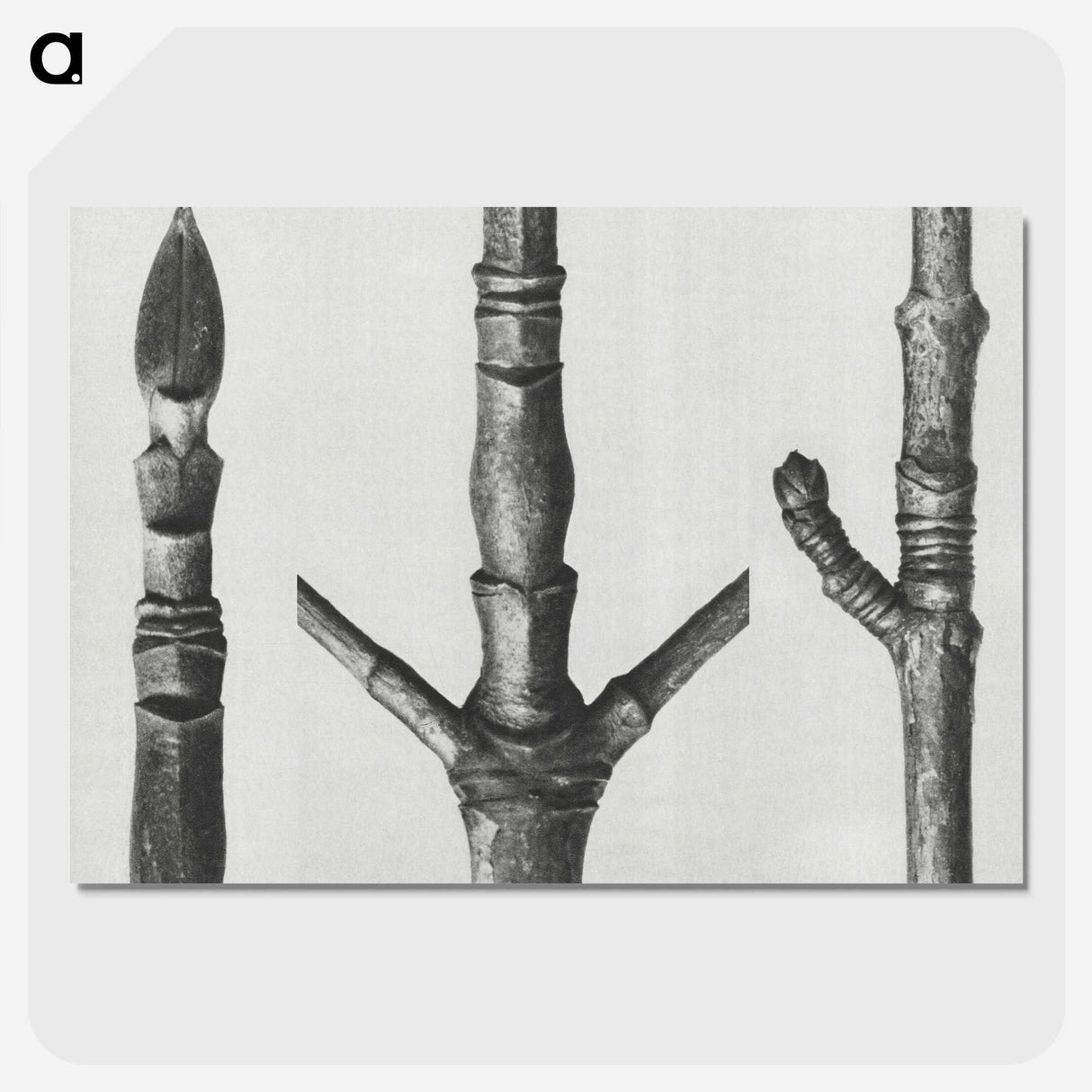 2-30_Karl-Blossfeldt_picture-crop