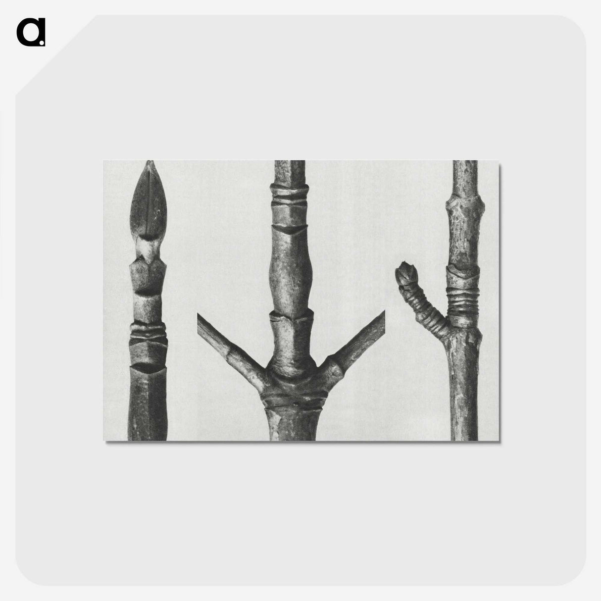 2-30_Karl-Blossfeldt_postcard