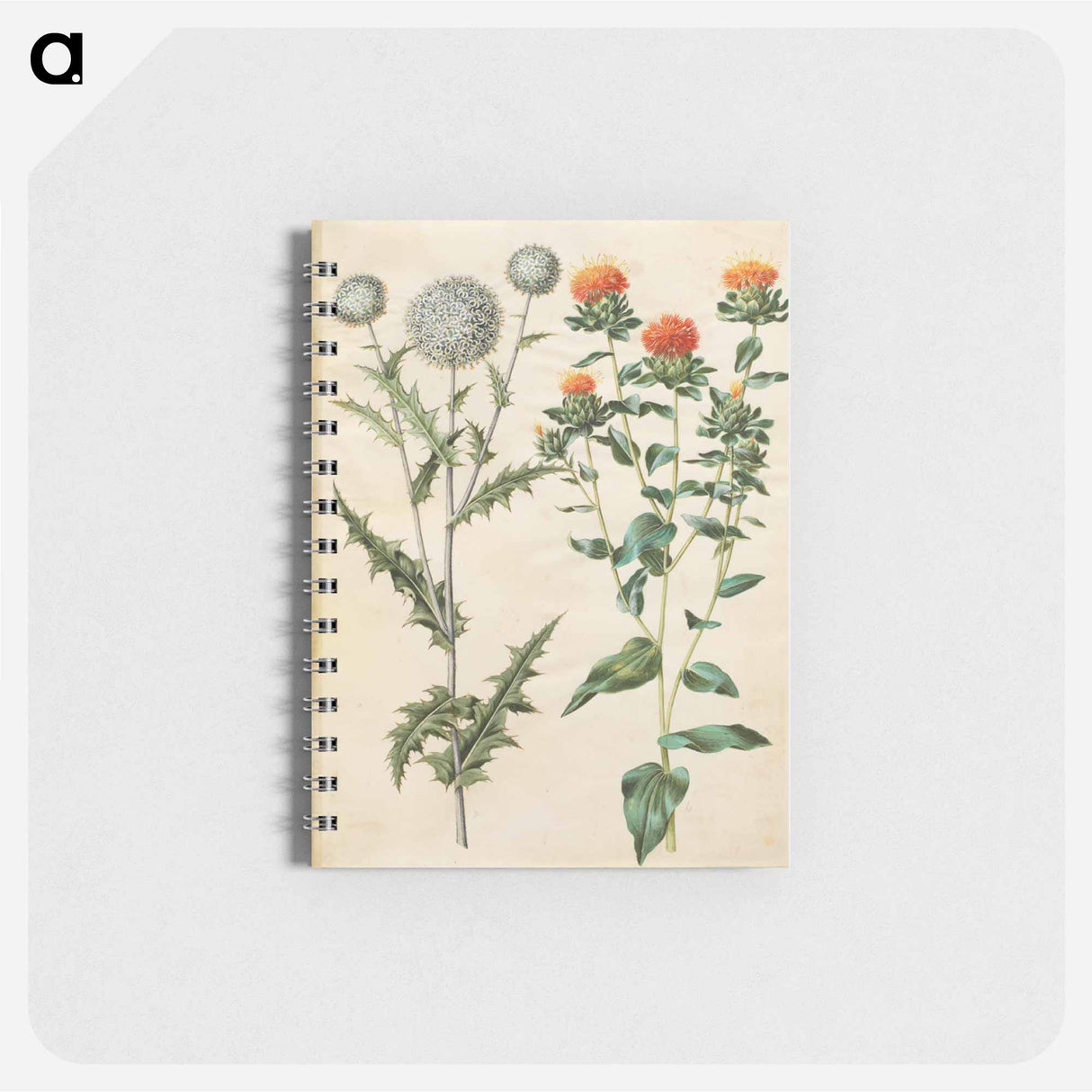 アートメモ帳-Echinops and Carthamus
- マリア ジビーラ メーリアン Memo.