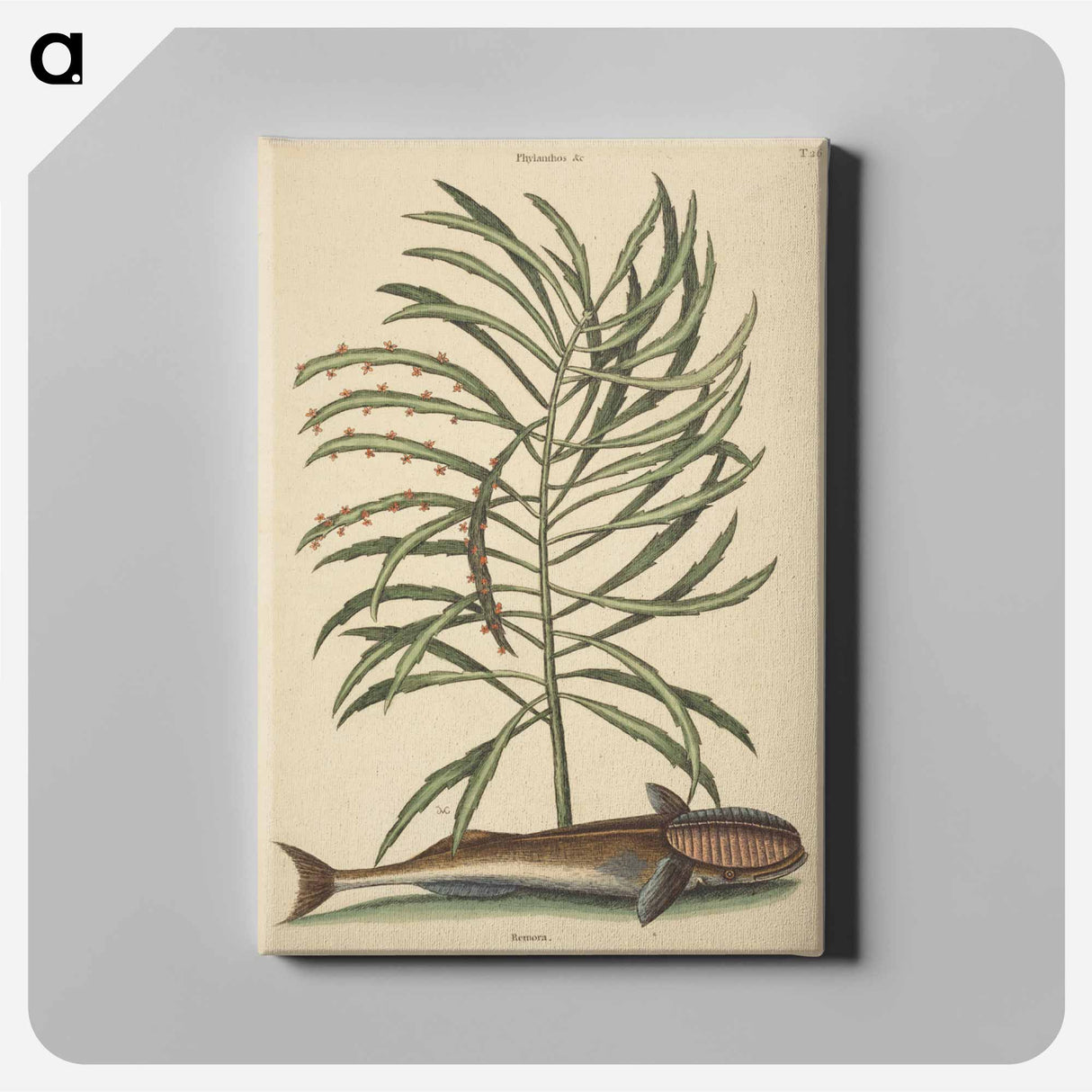 アートパネル-The Sucking Fish
- マーク ケイツビー Canvas.
