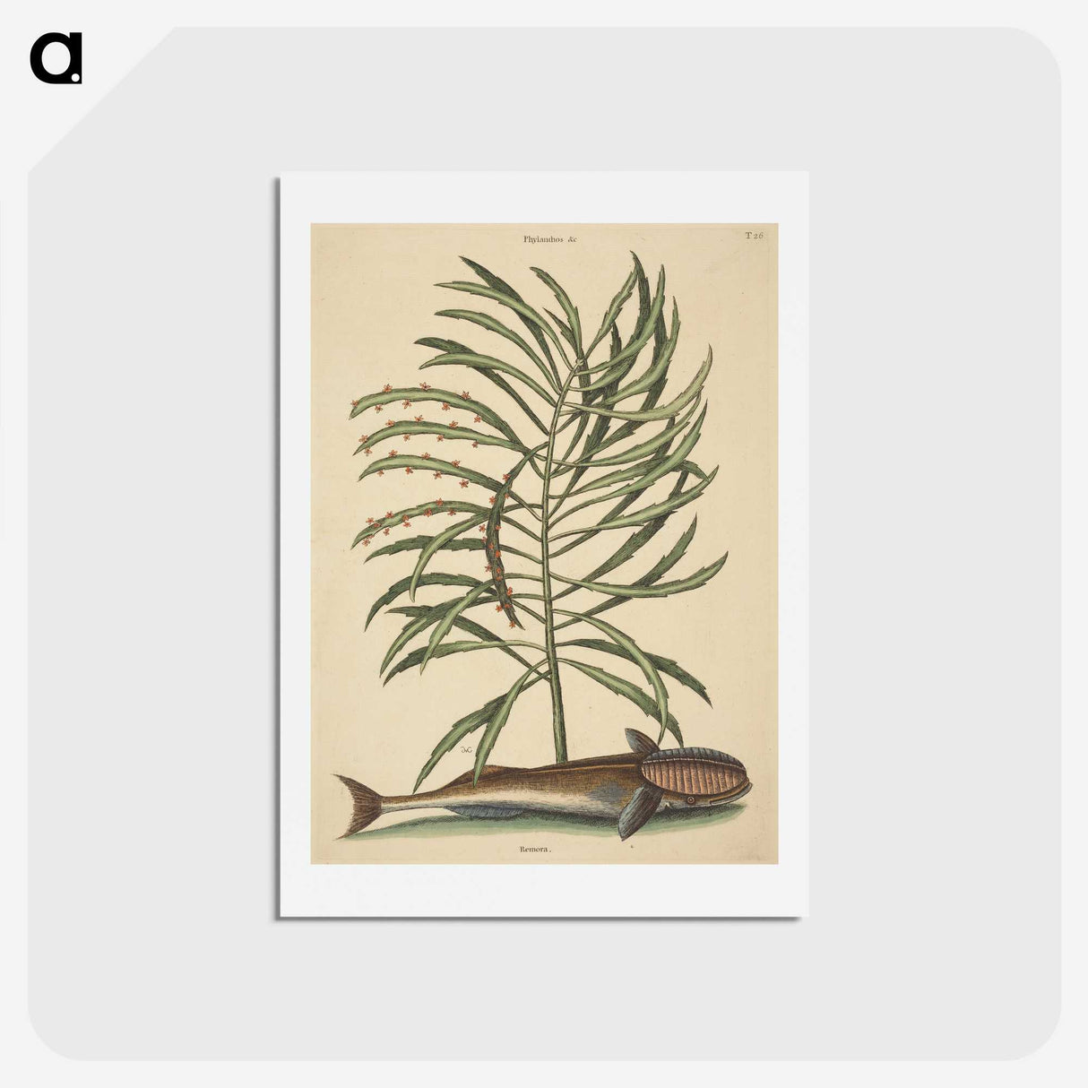 2-30_Mark-Catesby_hagaki