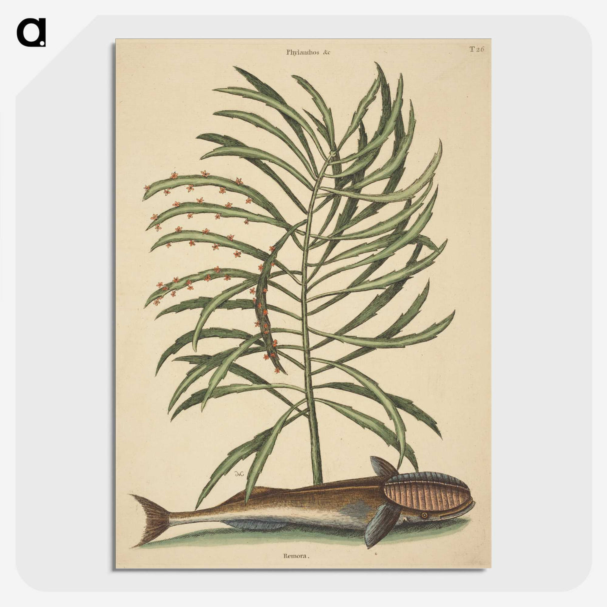 2-30_Mark-Catesby_picture-crop