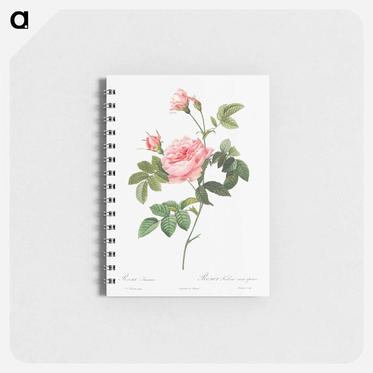 Boursault Rose - ピエール ジョゼフ ルドゥーテ Memo.