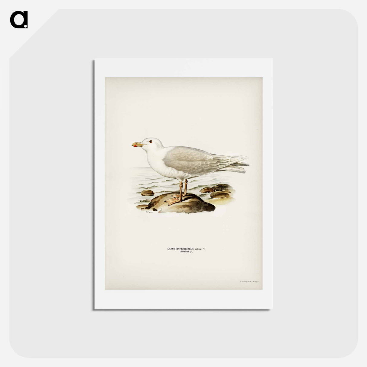 アートポストカード-Glaucous Gull
- スヴェンスカ フォグラル Postcard.