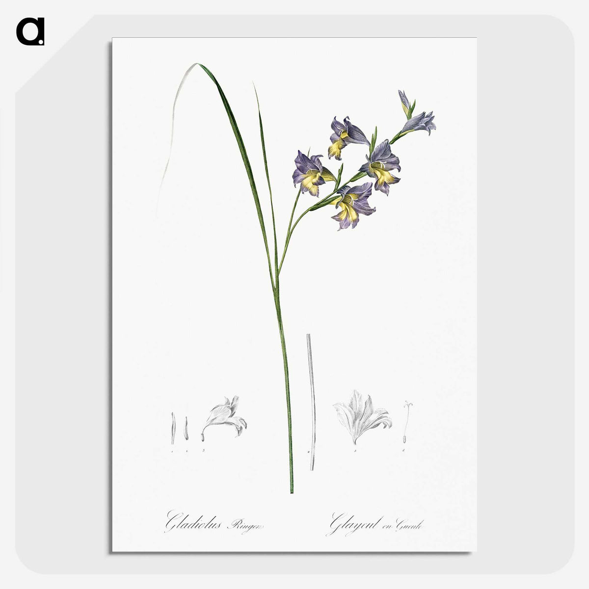 2-30_The-Lilies_picture-crop