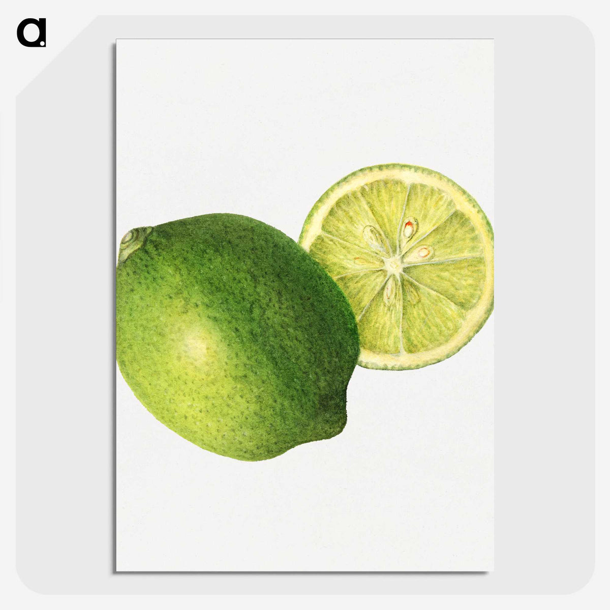 2-30_USDA-Watercolor-Fruit-Painting-Collection_picture-crop