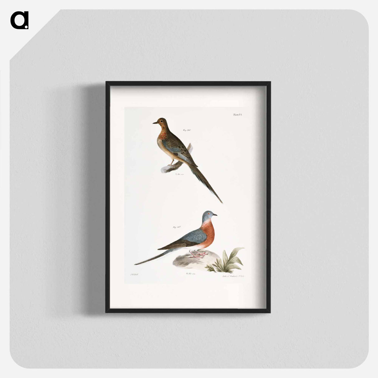 Carolina Turtle Dove (Ectopistes carolinensis) Wild Pigeon (Ectopistes migratoria) - ニューヨークの動物学 Poster.