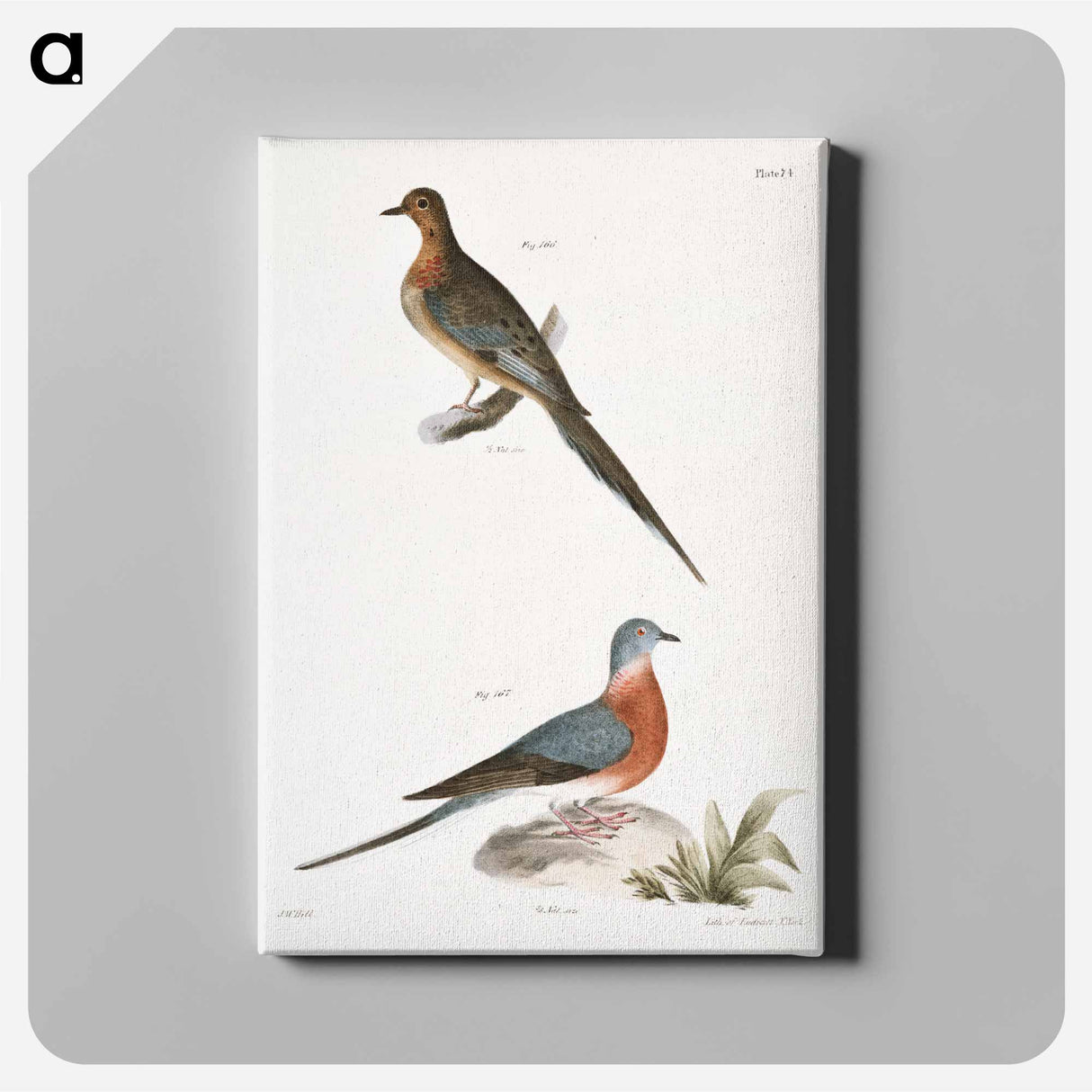 アートパネル-Carolina Turtle Dove (Ectopistes carolinensis) Wild Pigeon (Ectopistes migratoria) - ニューヨークの動物学 Canvas.