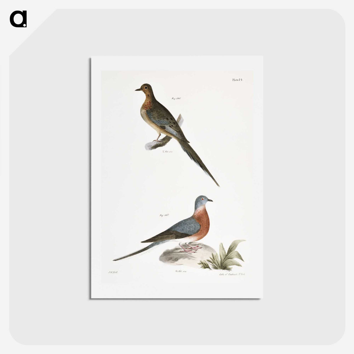 2-30_Zoology-of-New-York_hagaki
