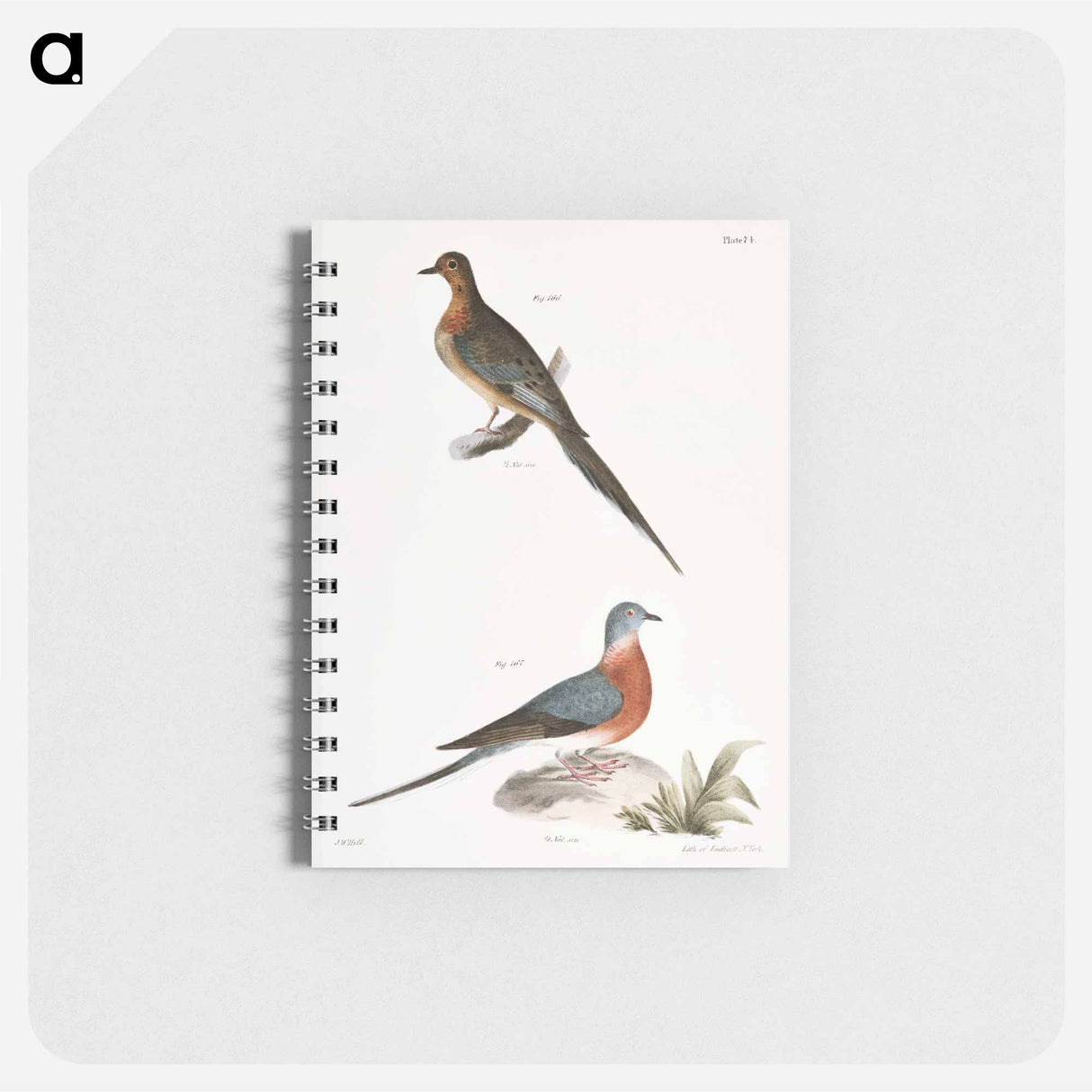 Carolina Turtle Dove (Ectopistes carolinensis) Wild Pigeon (Ectopistes migratoria) - ニューヨークの動物学 Memo.