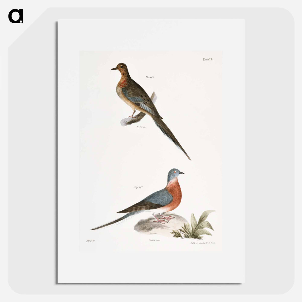 Carolina Turtle Dove (Ectopistes carolinensis) Wild Pigeon (Ectopistes migratoria) - ニューヨークの動物学 Poster.