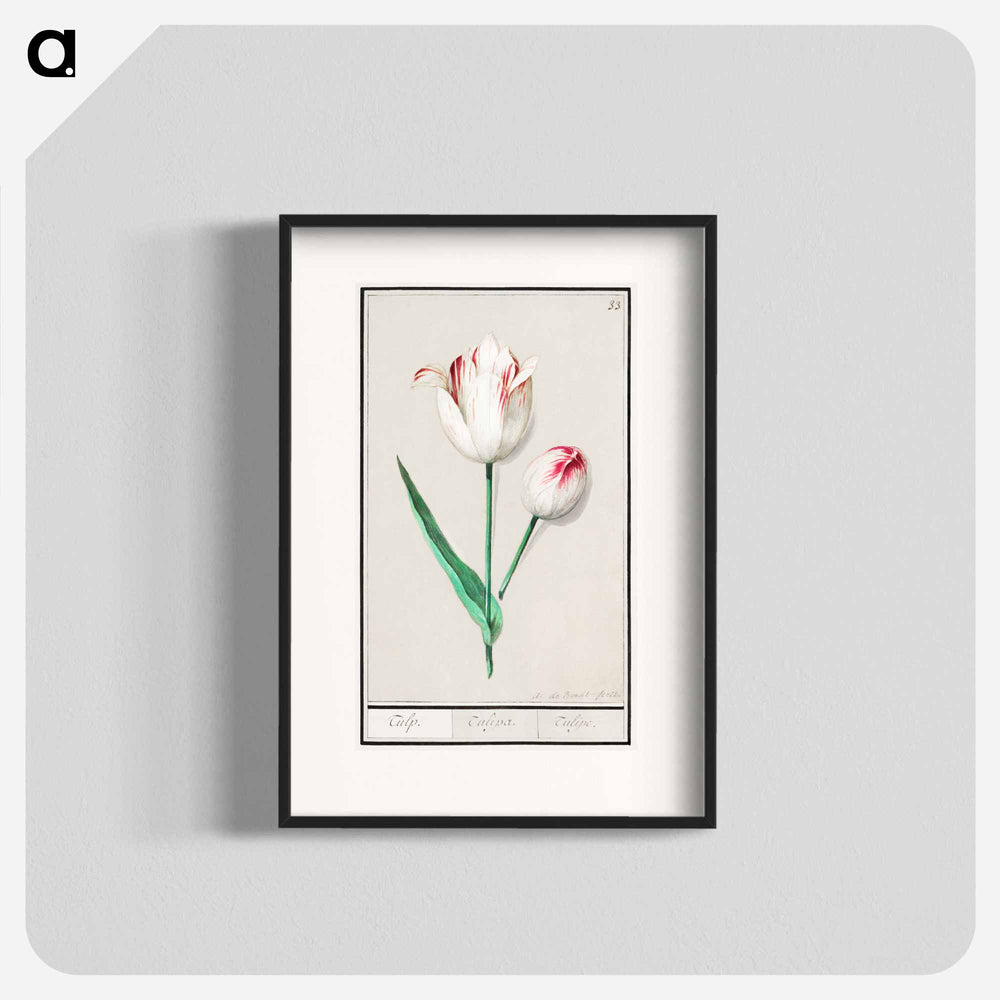 Tulip - アンセルムス ボエティウス デ ブート Poster.