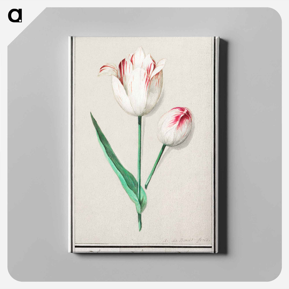 Tulip - アンセルムス ボエティウス デ ブート Canvas.
