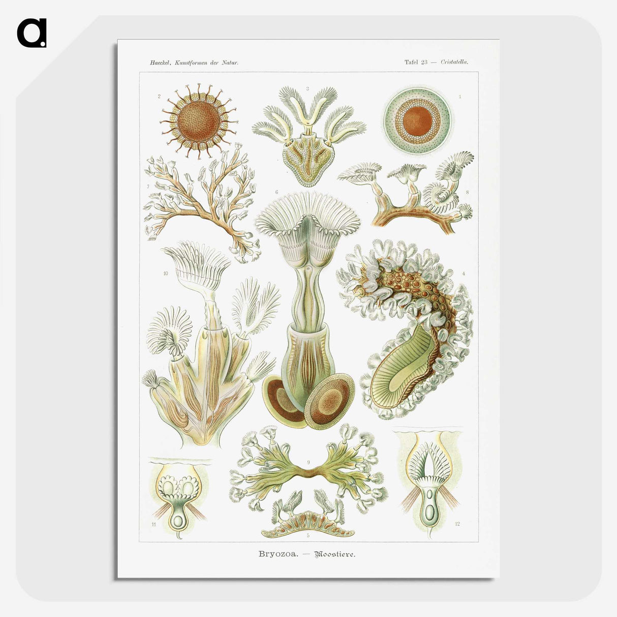 2-31_Ernst-Haeckel_picture-crop
