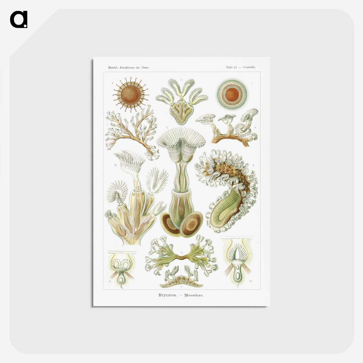 2-31_Ernst-Haeckel_postcard