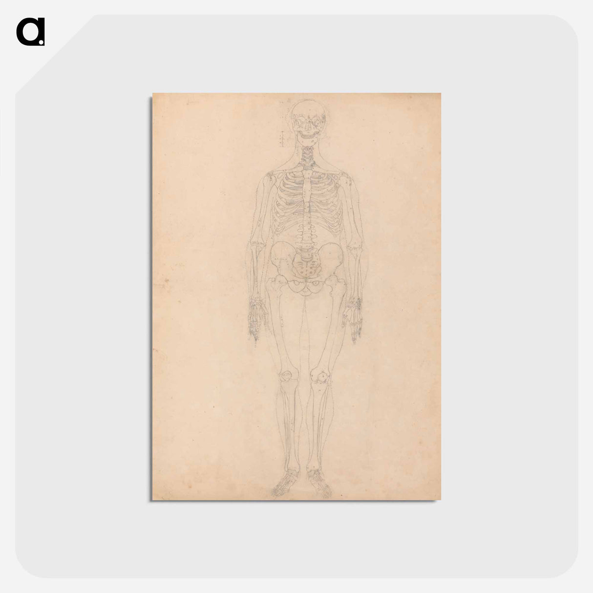 アートポストカード-Human Skeleton, Anterior View
- ジョージ スタッブス Postcard.