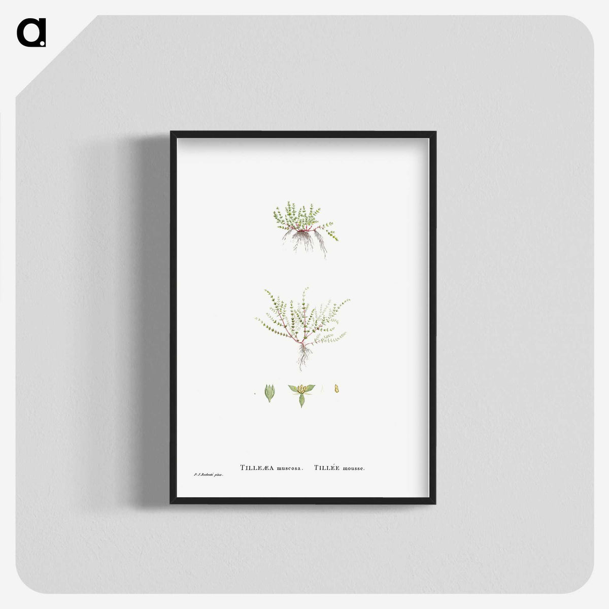 2-31_Histoire-des-Plantes-Grasses_blk-crop