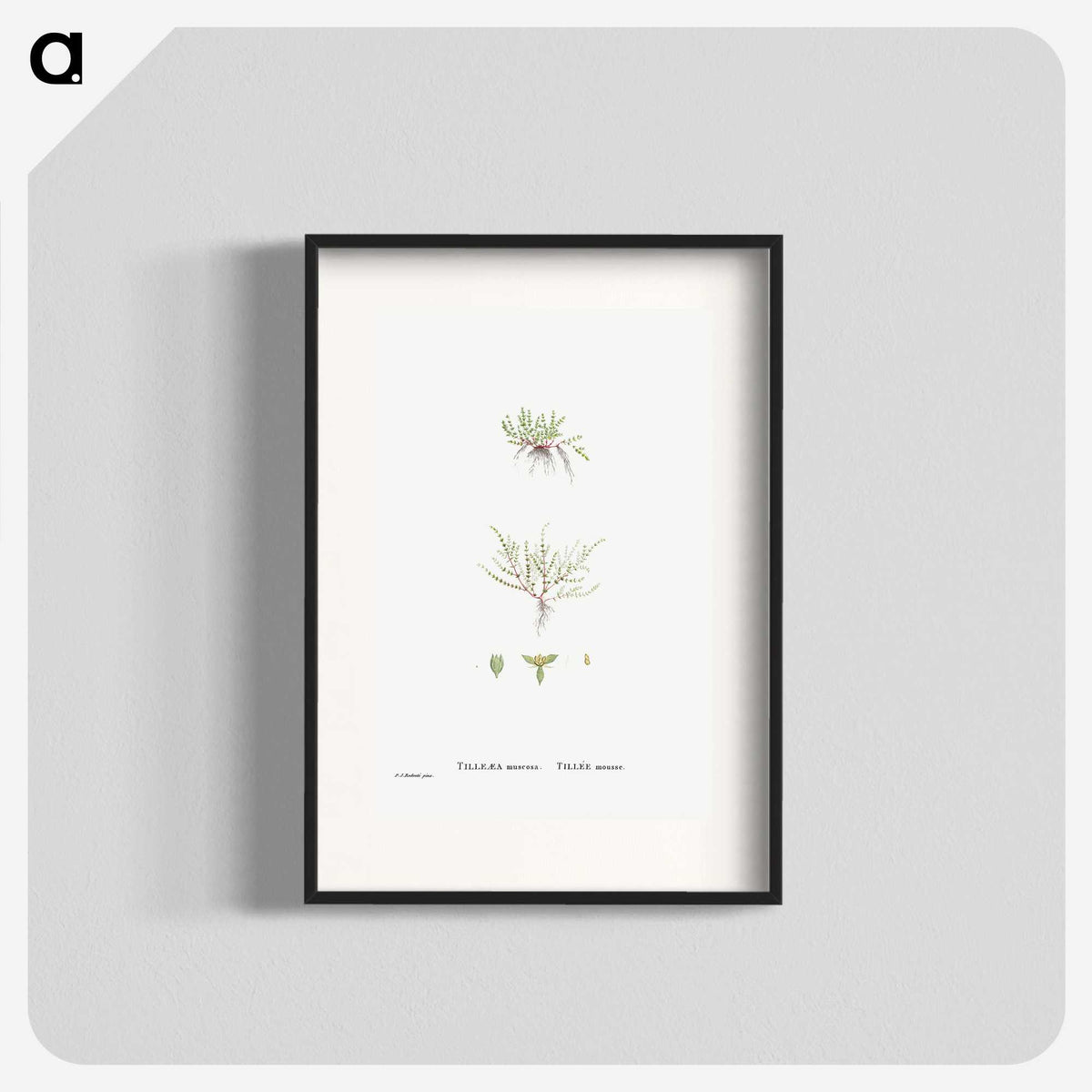 2-31_Histoire-des-Plantes-Grasses_blk