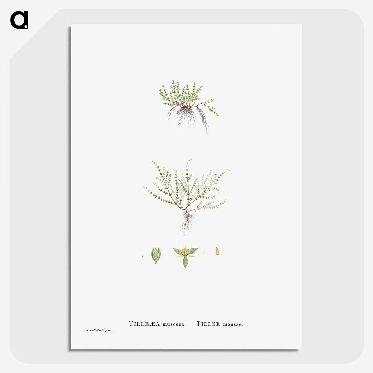2-31_Histoire-des-Plantes-Grasses_picture-crop