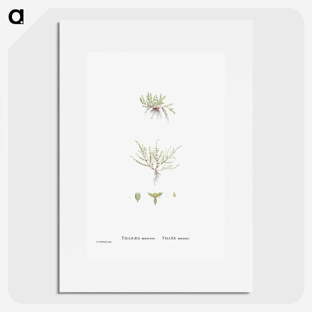 2-31_Histoire-des-Plantes-Grasses_picture