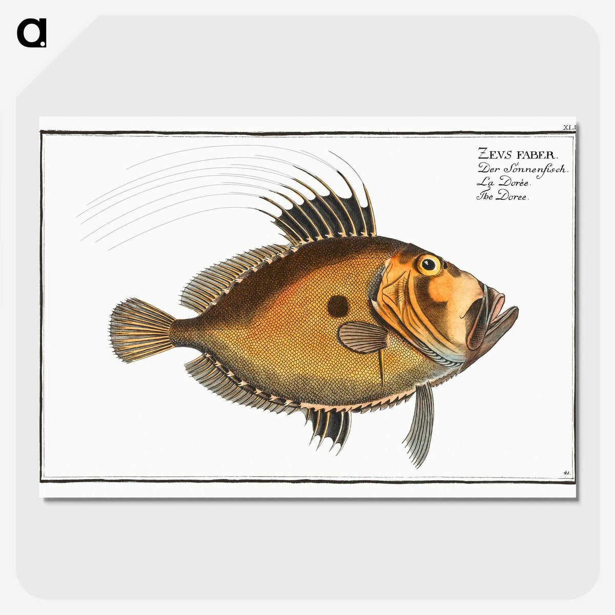 2-31_Ichtyologie-ou-Histoire-naturelle_picture-crop