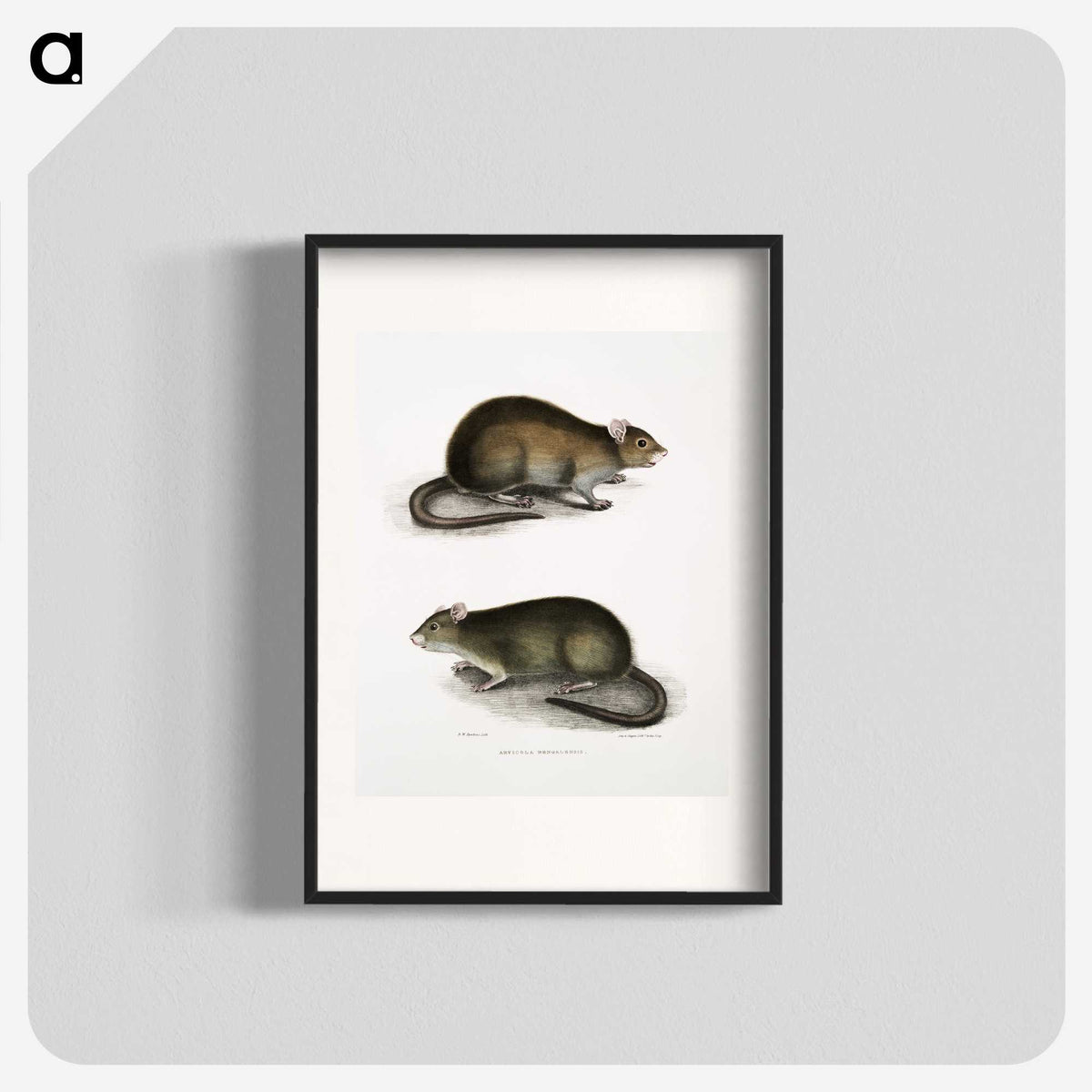 2-31_Indian-Zoology_blk