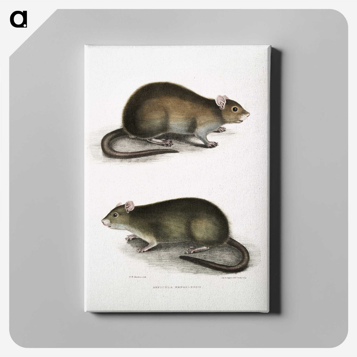 2-31_Indian-Zoology_canvas