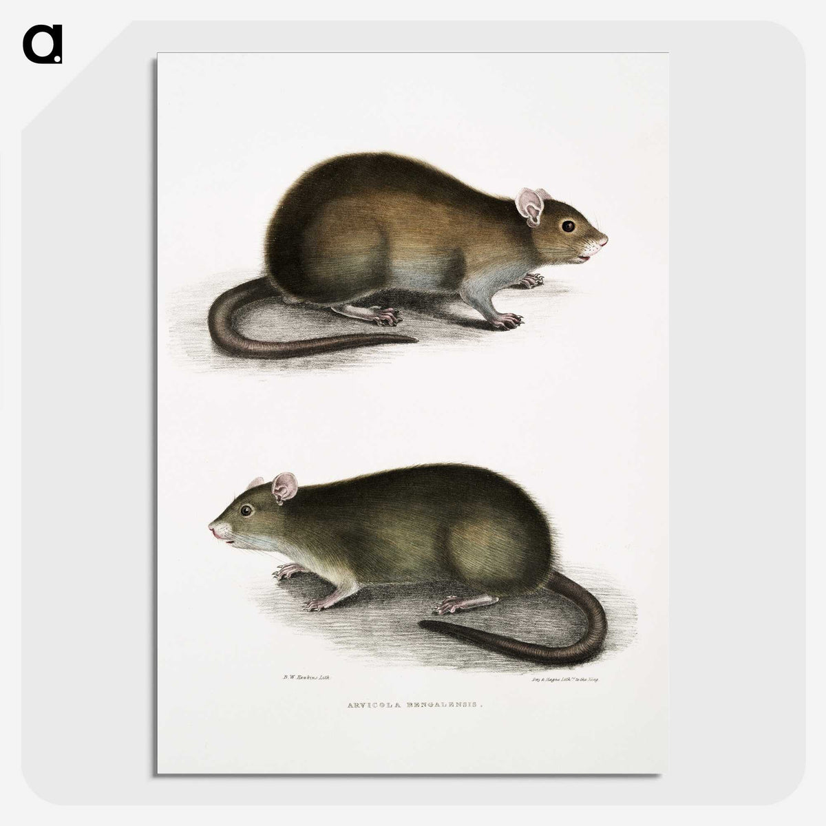 2-31_Indian-Zoology_picture-crop