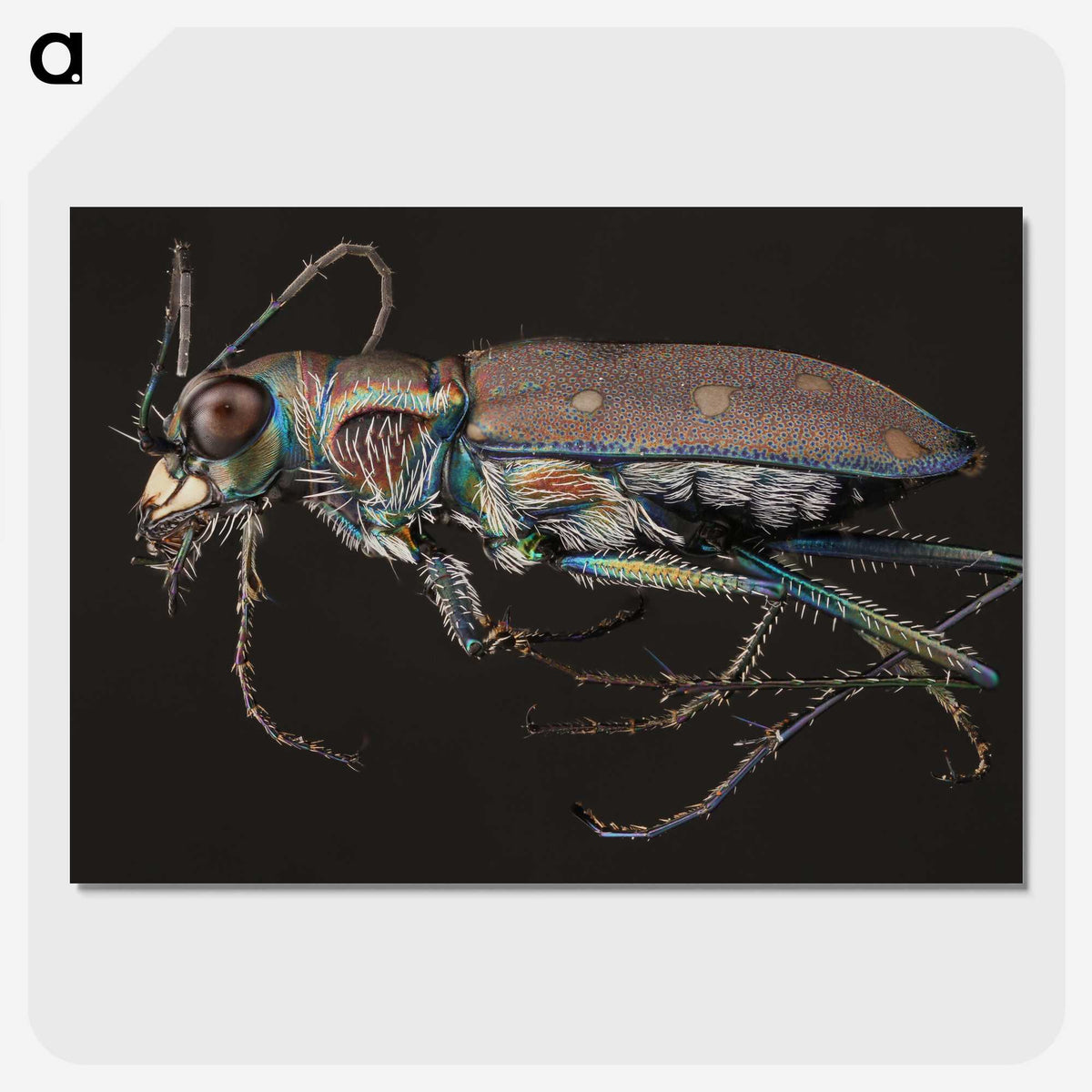 2-31_Insects-Unlocked-Project_picture-crop