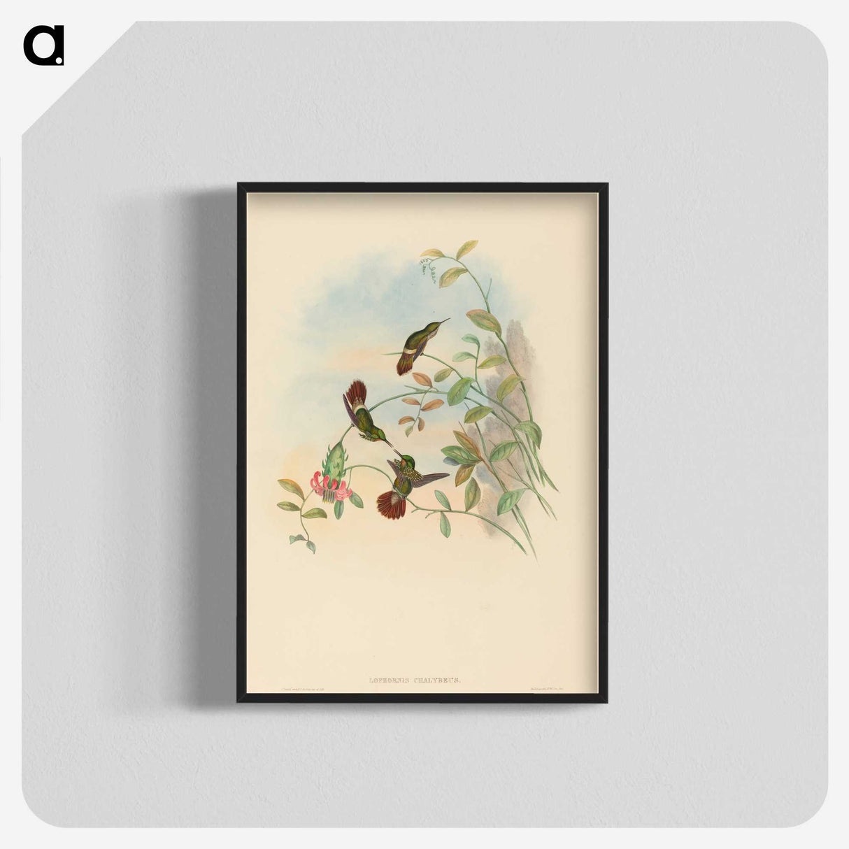 2-31_John-Gould_blk-crop