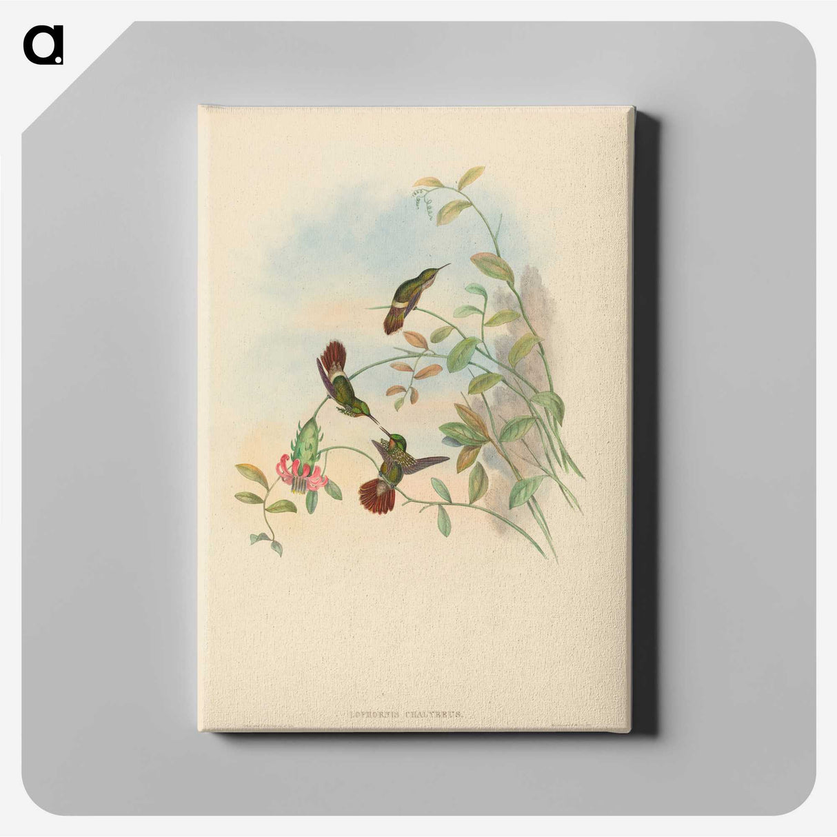 2-31_John-Gould_canvas