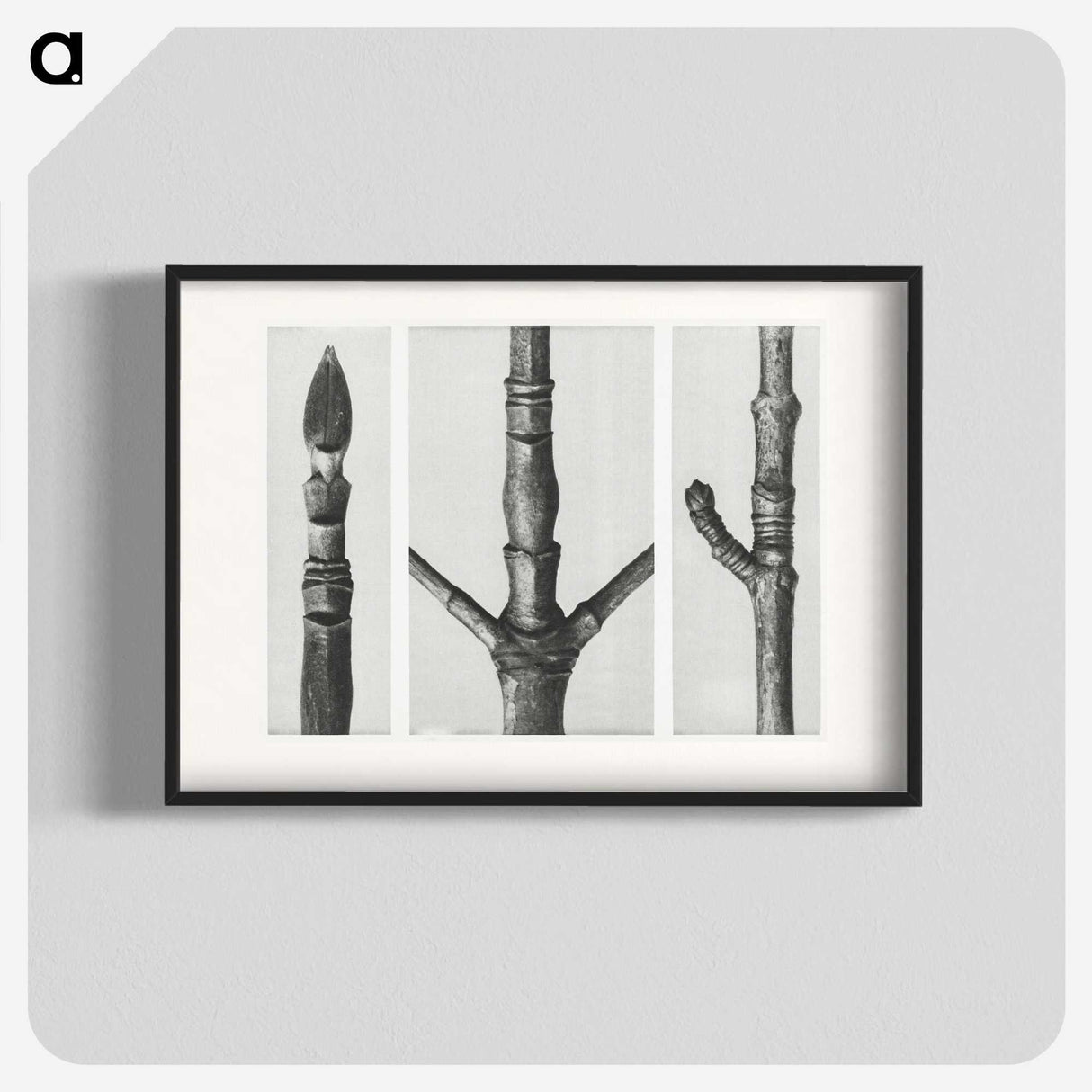2-31_Karl-Blossfeldt_blk