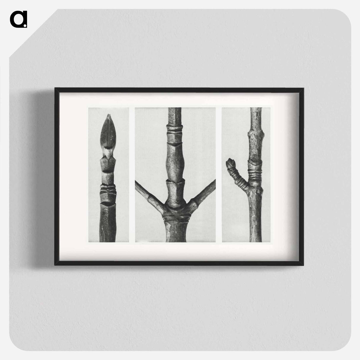 End of Cornus Nuttallii Branch - カール ブロスフェルト Poster.