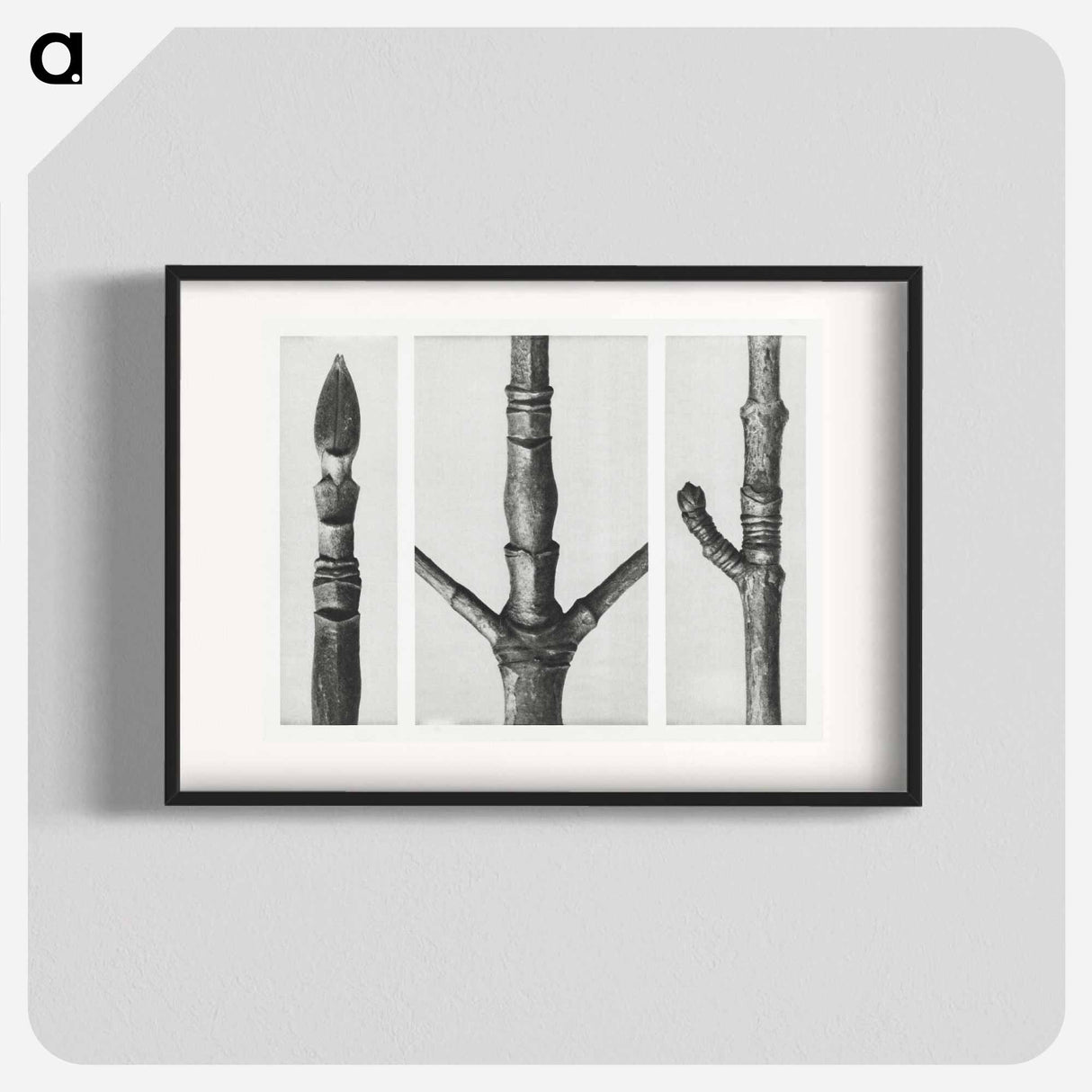 End of Cornus Nuttallii Branch - Karl Blossfeldt Poster.