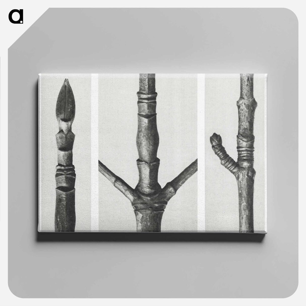 End of Cornus Nuttallii Branch - カール ブロスフェルト Canvas.