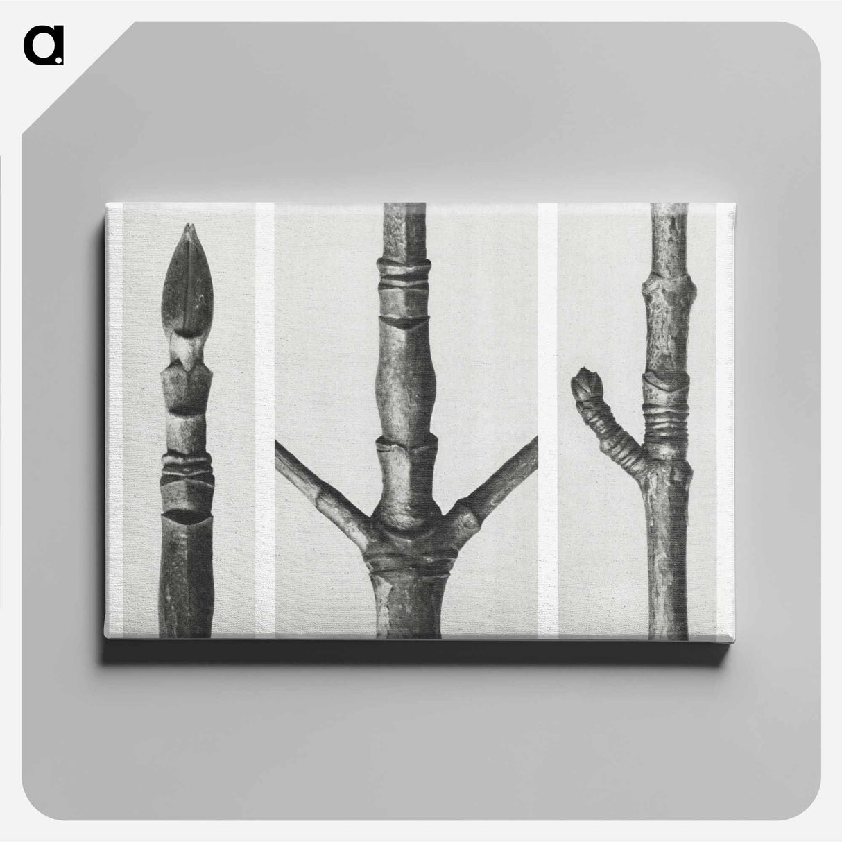End of Cornus Nuttallii Branch - Karl Blossfeldt Canvas.