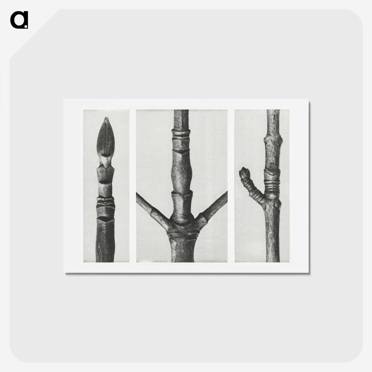 2-31_Karl-Blossfeldt_hagaki