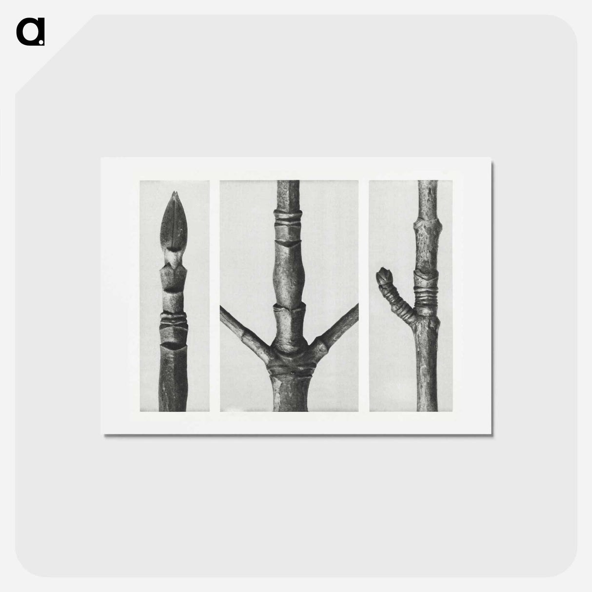 アートポストカード-End of Cornus Nuttallii Branch - カール ブロスフェルト Postcard.