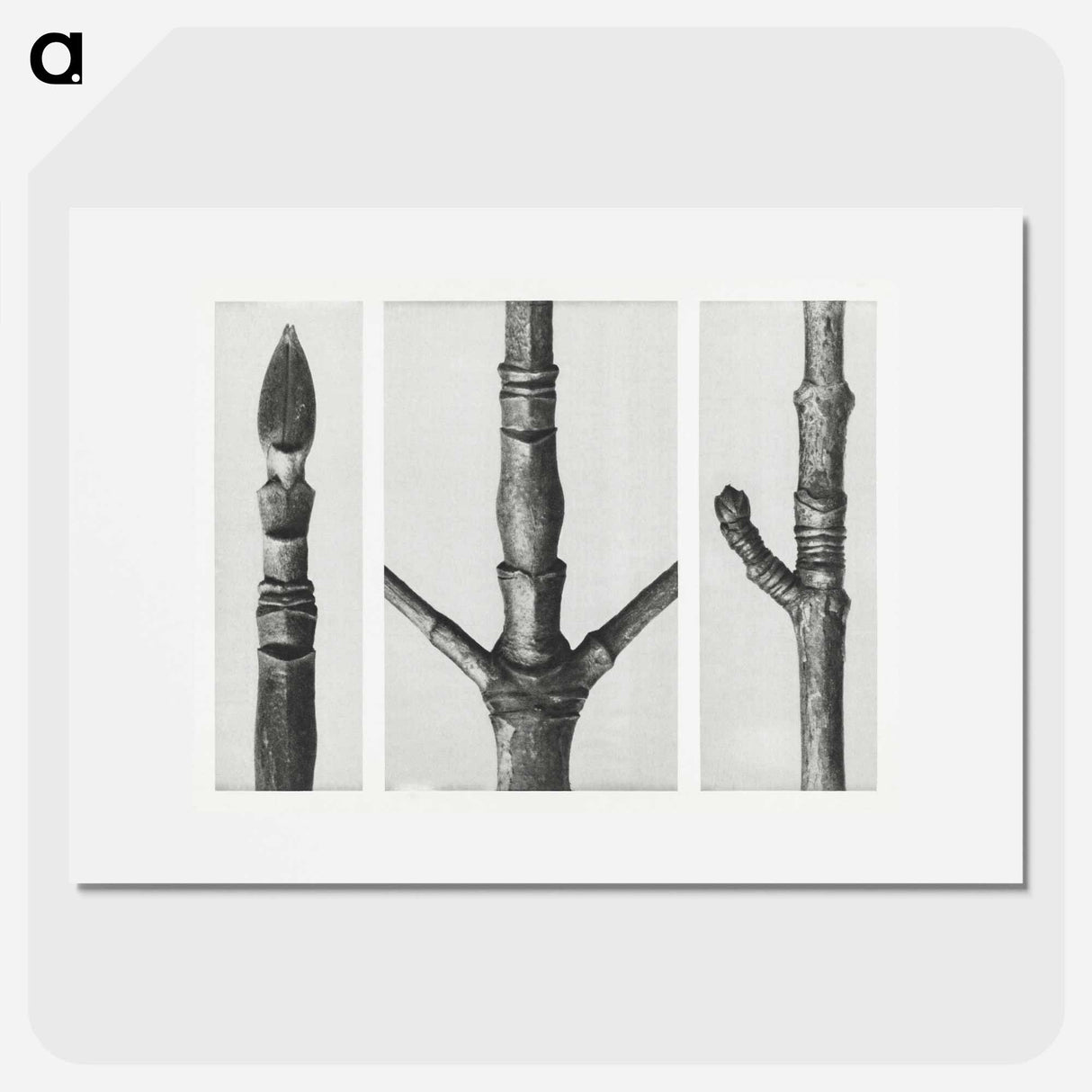 End of Cornus Nuttallii Branch - Karl Blossfeldt Poster.