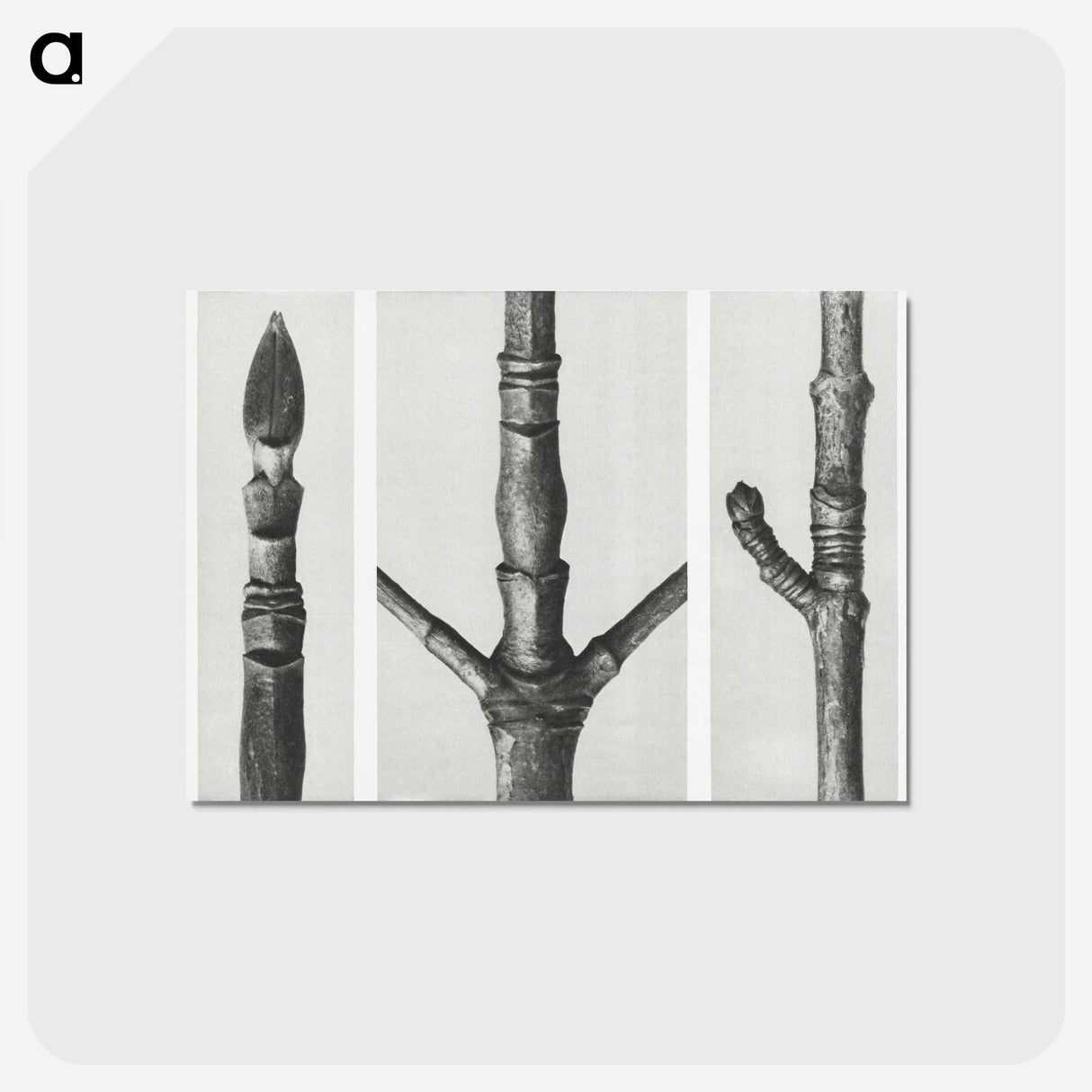 2-31_Karl-Blossfeldt_postcard